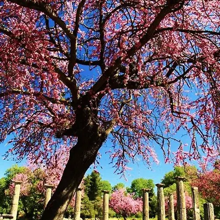 Olympia House Dionisos And Dimitra I בית נופש *